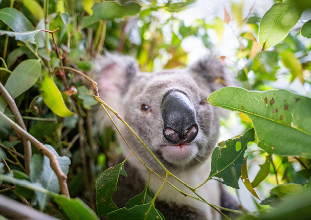 Maximus the Koala released back to Woogaroo Forestl.